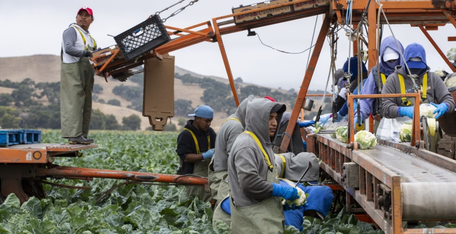 New Taylor Farms removes the iceberg lettuce from Mexico