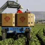 Taylor Farms removes the iceberg lettuce from Mexico