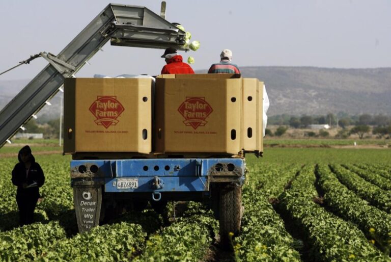Taylor Farms removes the iceberg lettuce from Mexico