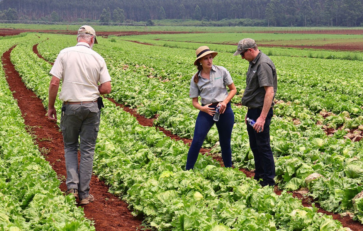 Taylor Farms removes the iceberg lettuce from Mexico.